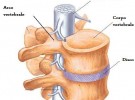 Carichi sulla colonna vertebrale